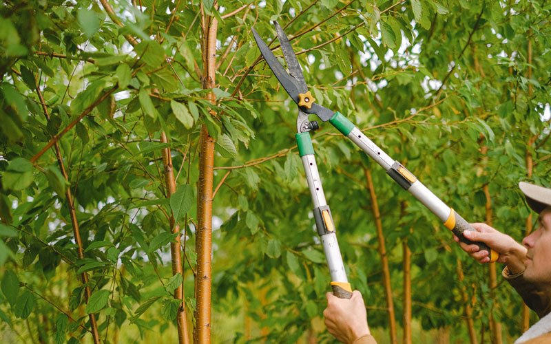 Tree trimming in Rattan, OK