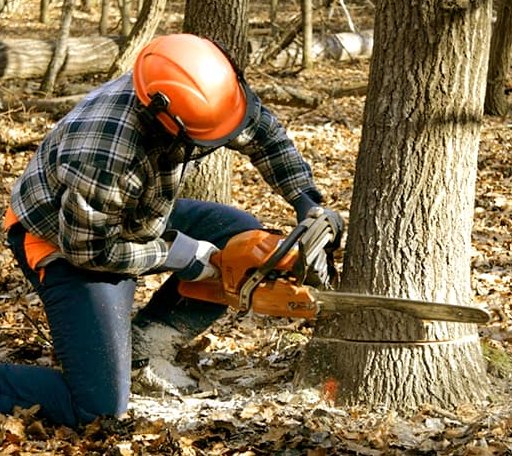 Tree Removal in Rattan, OK